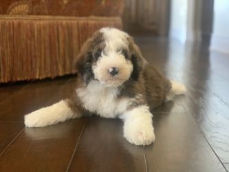 Previous Aussiedoodle Litters - Triple Cross Doodles