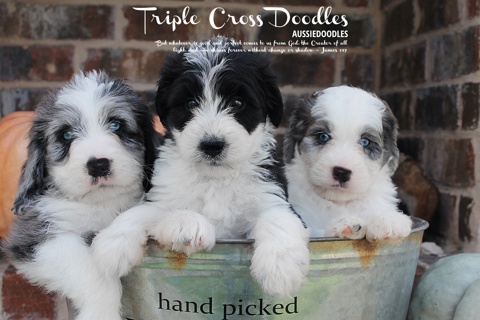 Triple Cross Aussiedoodles of Texas