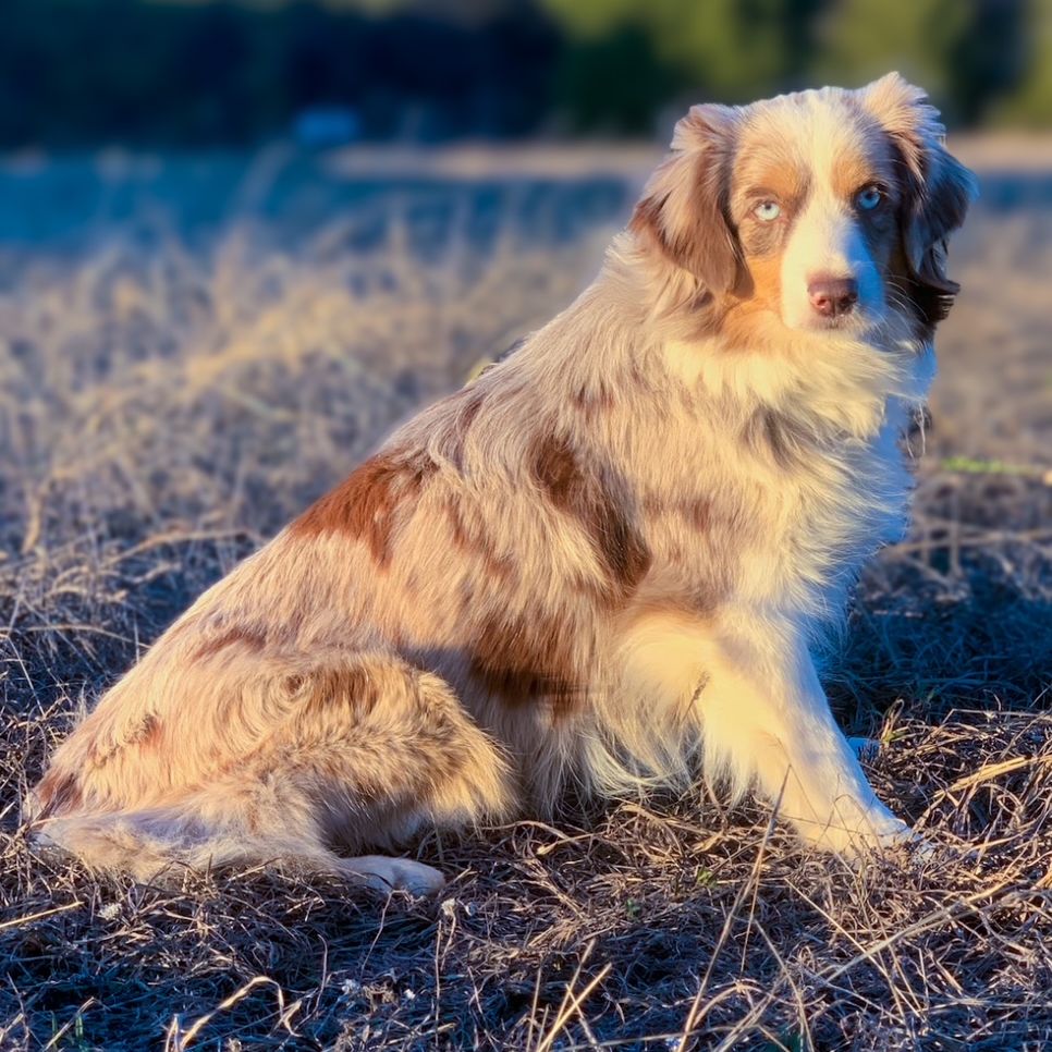 Valentine of Triple Cross Aussies